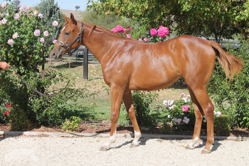 Most Women Are (AUS) - photo 1