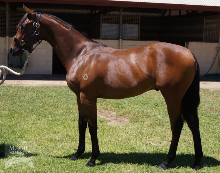 Hussonet (USA) / Joyous Girl (AUS) - photo 1