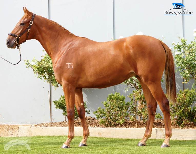 Strategic (AUS) / Lady's Pride (AUS) - photo 1