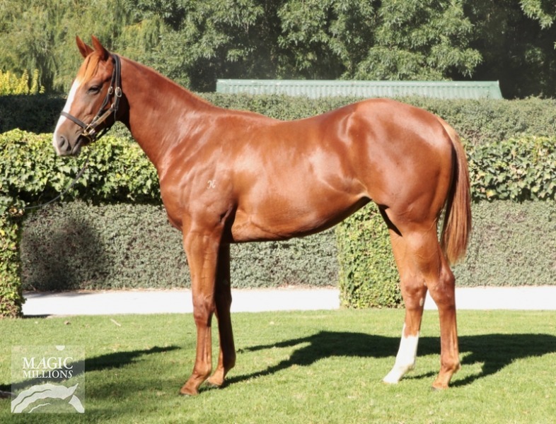 Reaan (AUS) / My Duchess (AUS) - photo 1