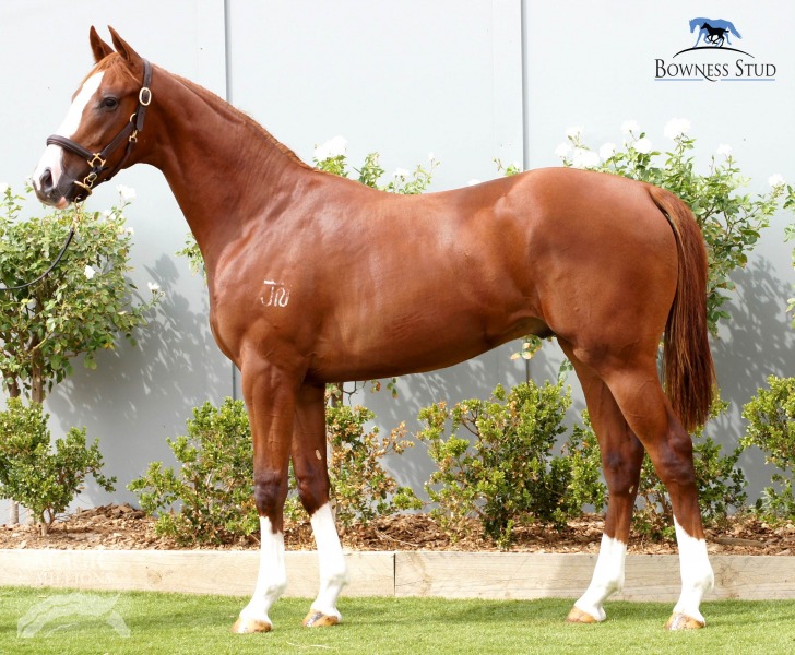 El Rey Dorado (AUS) - photo 1