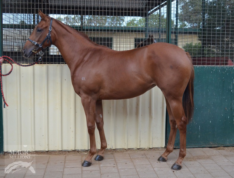 Shrewd Rhythm (AUS) / Phone (AUS) - photo 1