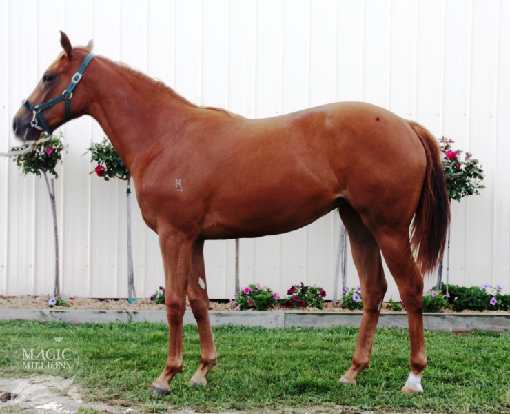 Anacheeva (AUS) / Saratoga Miss (AUS) - photo 1