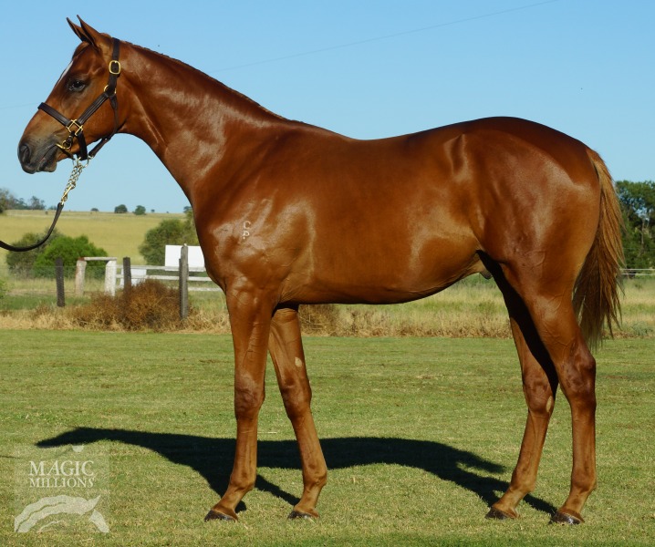 Strategic (AUS) / Star of Ella (AUS) - photo 1