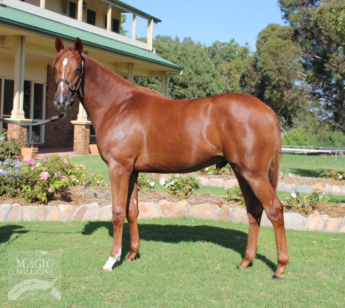 Hard Spun (USA) / Terrific Tess (AUS) - photo 1