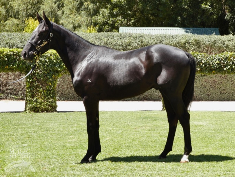 Xaarian (AUS) - photo 1