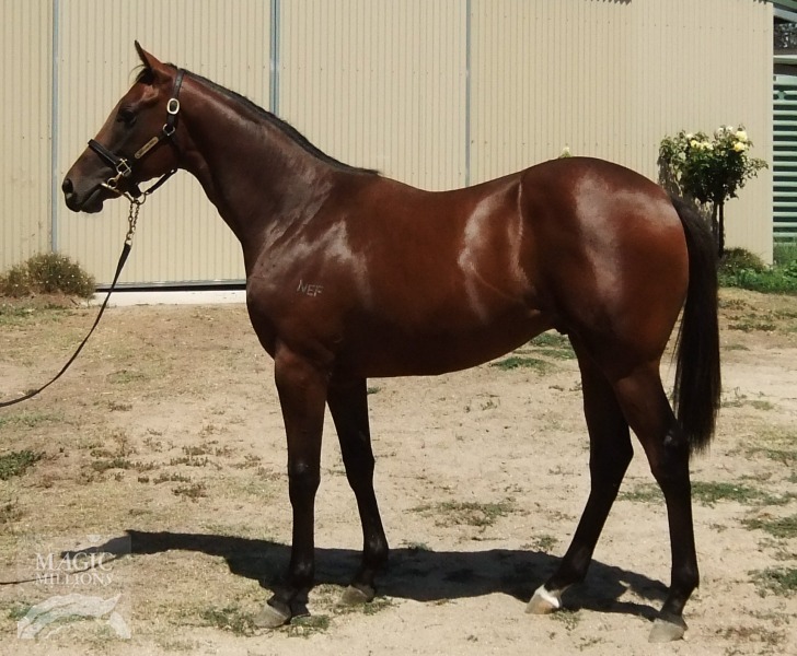 Oamaru Force (AUS) / Three For Free (AUS) - photo 1