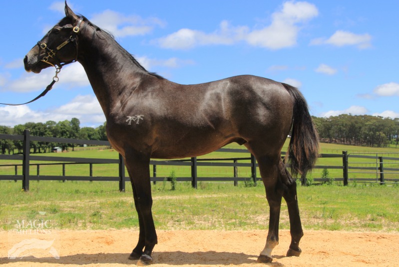 Quiet Ale (AUS) - photo 1