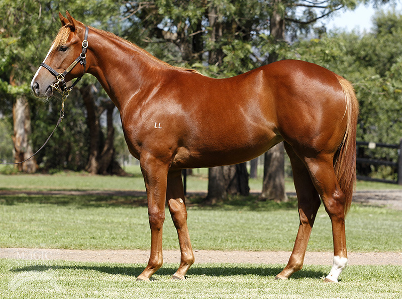 Manhattan Rain (AUS) / Written By A Queen (NZ) - photo 1