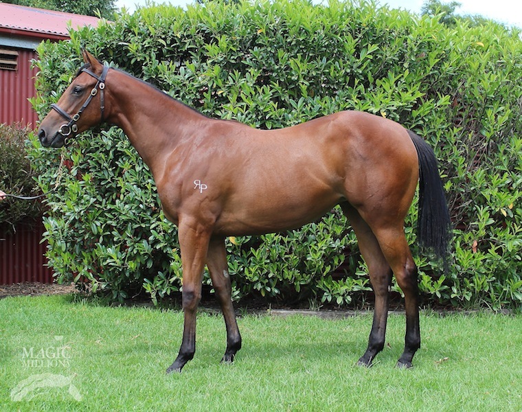 Sepoy (AUS) / You're Dreamin (AUS) - photo 1