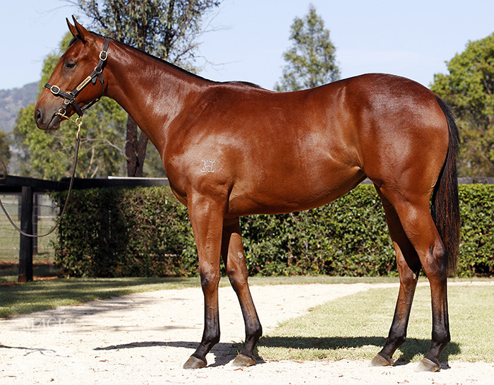 Zelady's Night Out (AUS) - photo 1