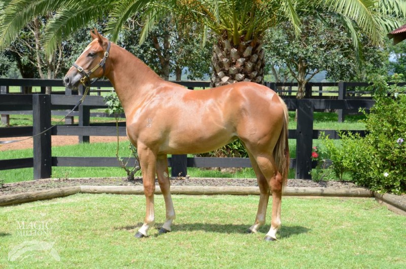 Miss Wonderland (AUS) - photo 1