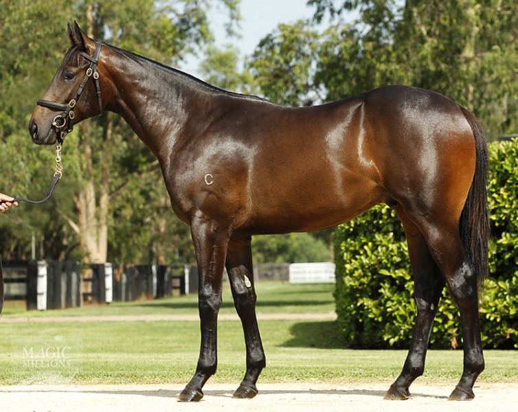 Uncle Mo (USA) / Amaranda (IRE) - photo 1