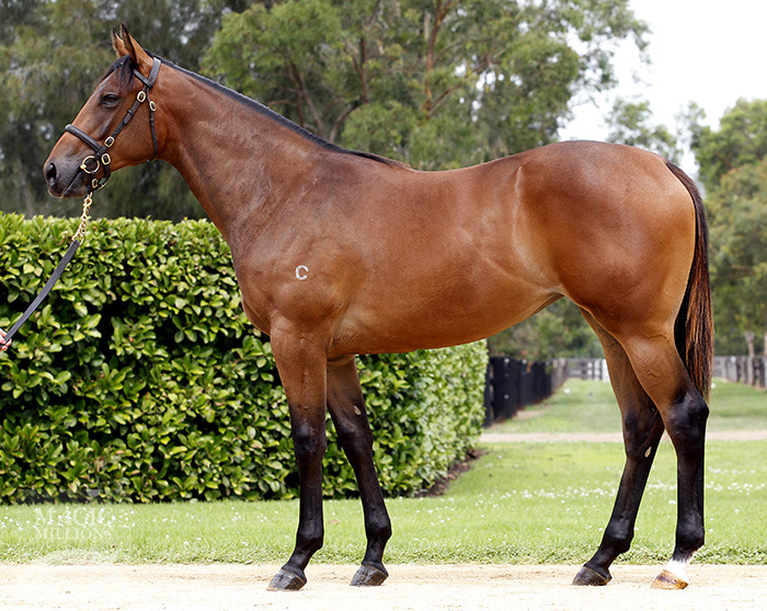 Amber Isle (AUS) - photo 1