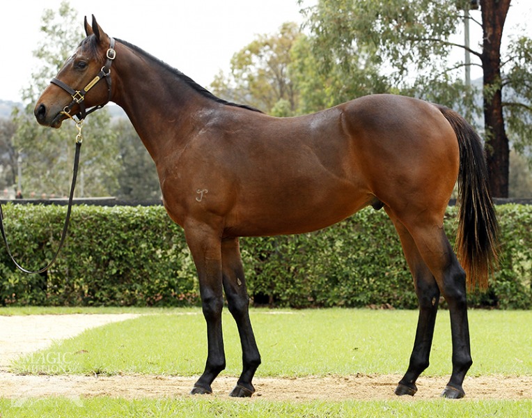 Waltzer (AUS) - photo 1