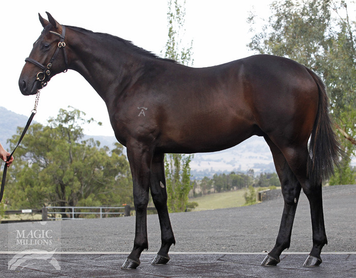 Redoute's Choice (AUS) / Anamour (AUS) - photo 1