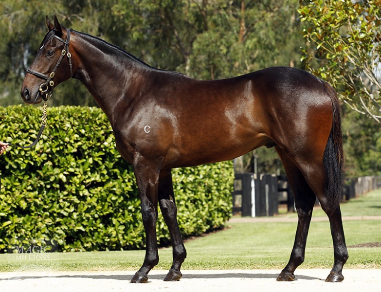 Jamieson (AUS) - photo 1