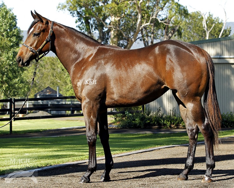 Duporth (AUS) / Banana Smoothie (AUS) - photo 1