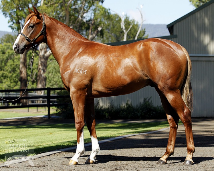 Snitzel (AUS) / Behind (AUS) - photo 1