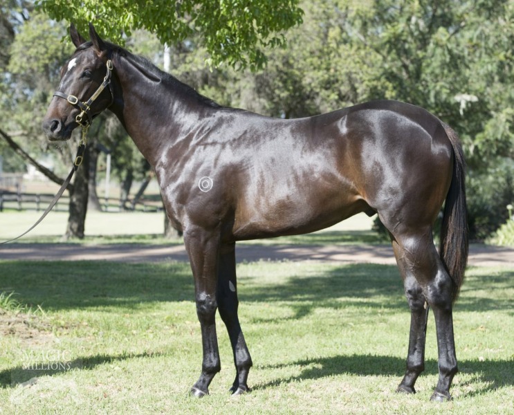 Al Maher (AUS) / Bella Heart (AUS) - photo 1