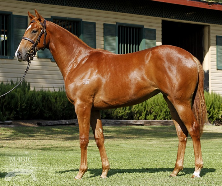 Bukzel (AUS) - photo 1