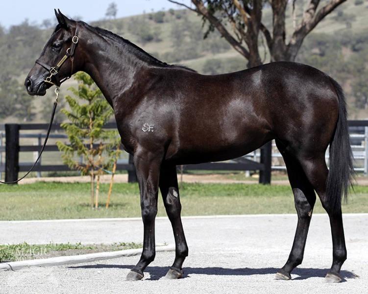 Foxplay (AUS) - photo 1