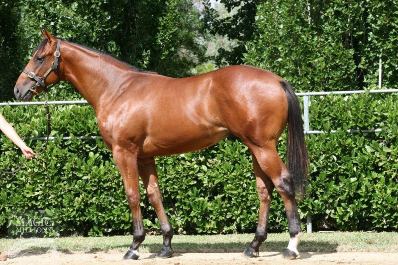 Cadogan (AUS) - photo 1