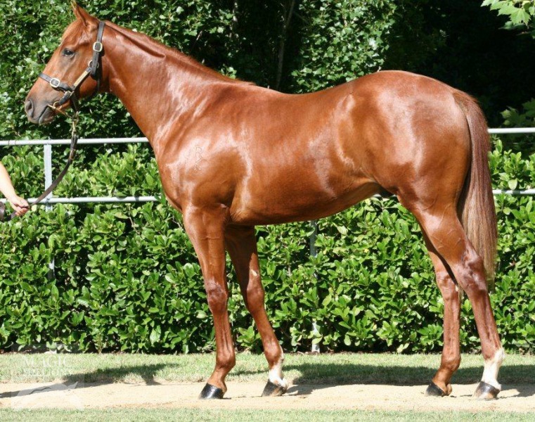 Sepoy (AUS) / Candy Vale (AUS) - photo 1