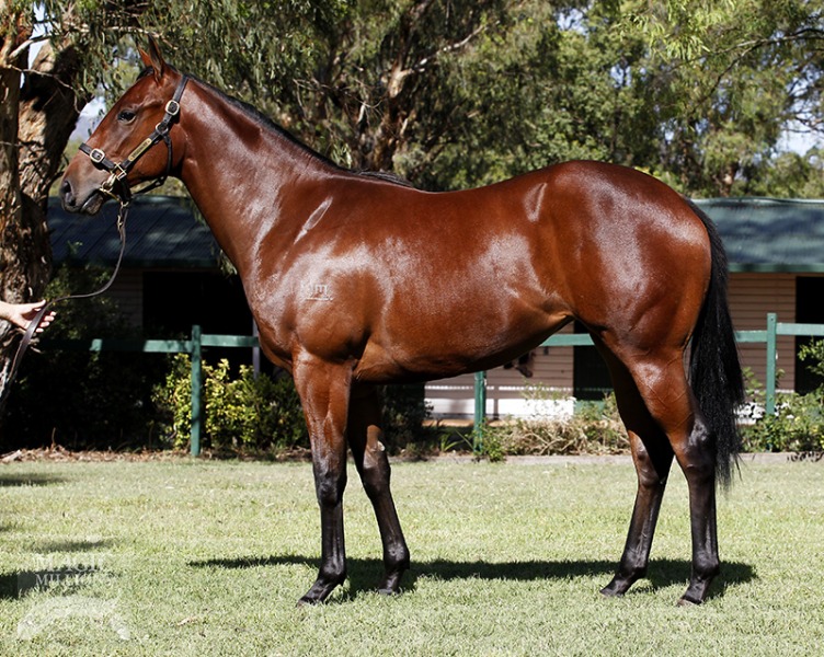 Little Shocker (NZ) - photo 1