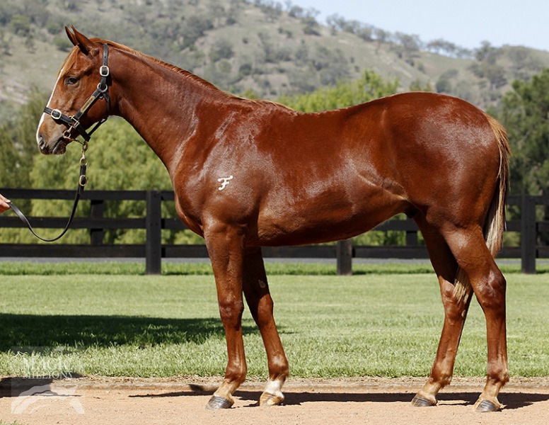 San Pablo (AUS) - photo 1