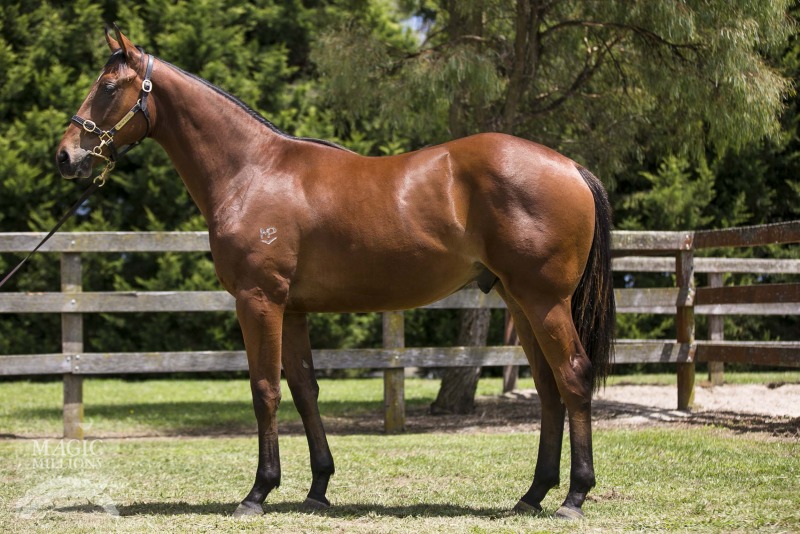 I Am Invincible (AUS) / Chirurgo Dame (AUS) - photo 1