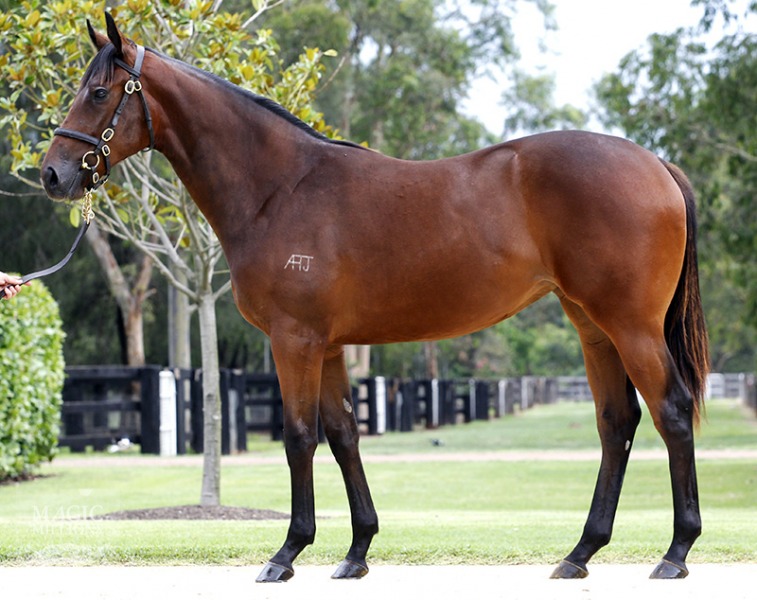 Painted Lady (AUS) - photo 1