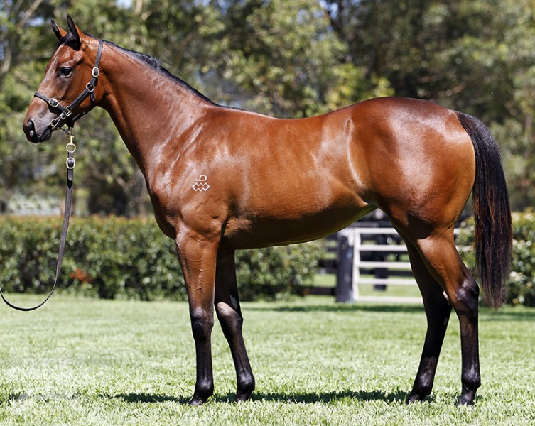 Not a Single Doubt (AUS) / Class Success (AUS) - photo 1