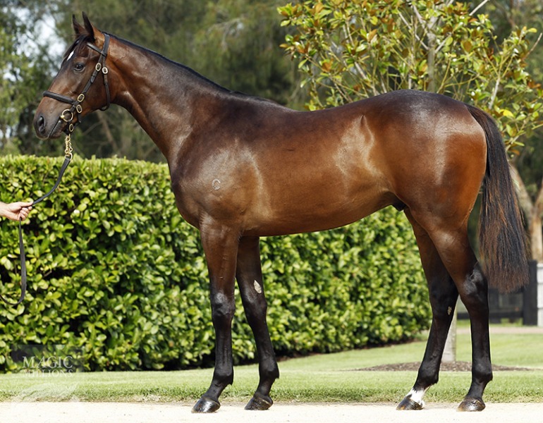 Hollywood Mo (AUS) - photo 1