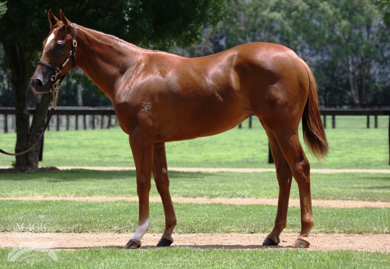 Northern Meteor (AUS) / Cosmo Gal (AUS) - photo 1