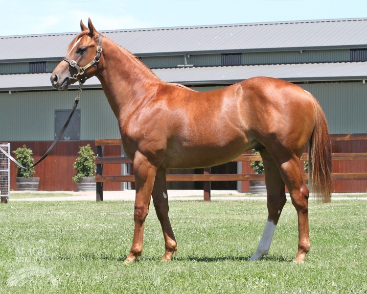 Stratum (AUS) / Courtney's Cuddles (AUS) - photo 1