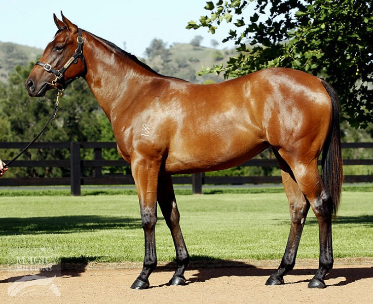 Brulee (AUS) - photo 1