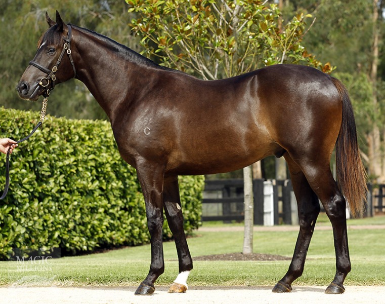 So You Think (NZ) / Danaupair Starlet (AUS) - photo 1