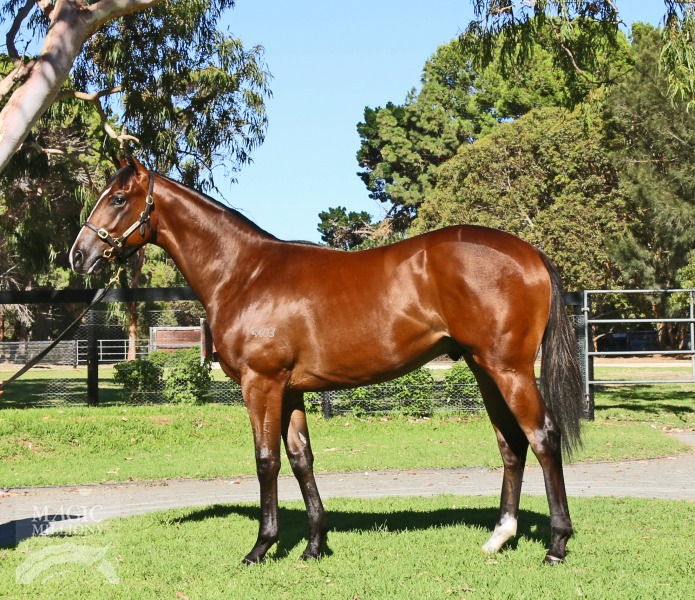 Redoute's Choice (AUS) / Dances on Waves (AUS) - photo 1