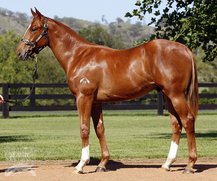 Sneaky Glance (AUS) - photo 1