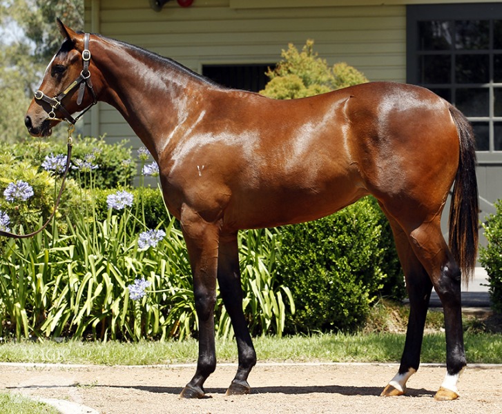 Creidne (AUS) - photo 1