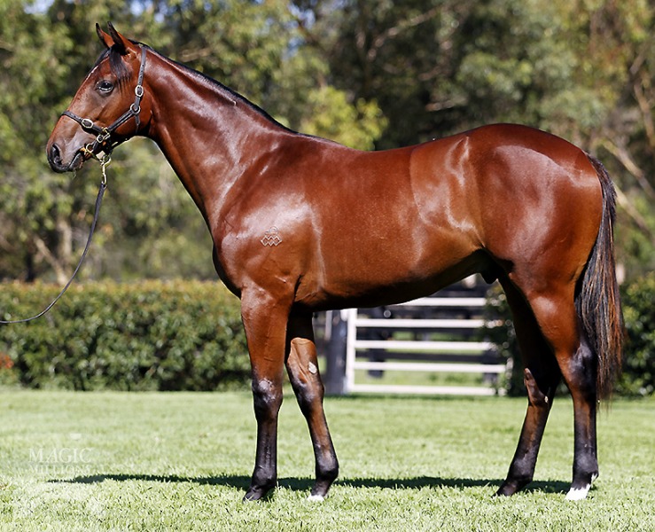 Gadfly (AUS) - photo 1