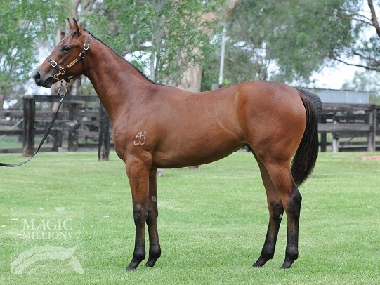 Sebring (AUS) / Diva's Magic (AUS) - photo 1