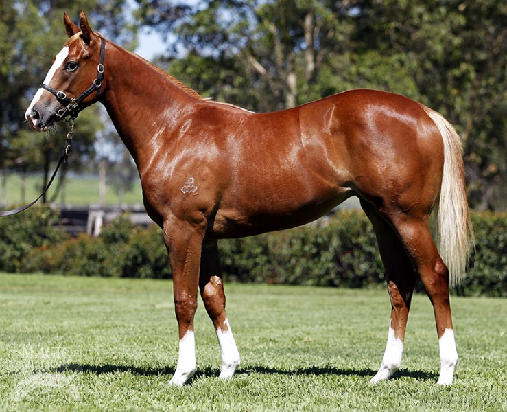 Scarlet Rain (AUS) - photo 1