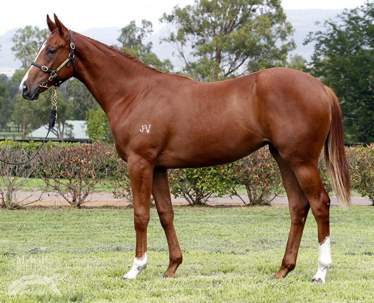 Metallic Spark (AUS) - photo 1