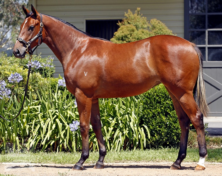 Mooshakissa (AUS) - photo 1