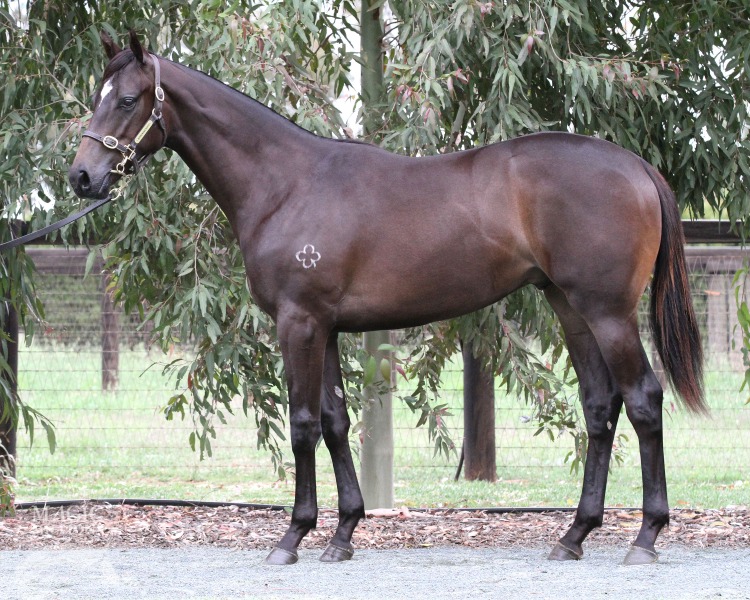 Commands (AUS) / Elleandee (AUS) - photo 1