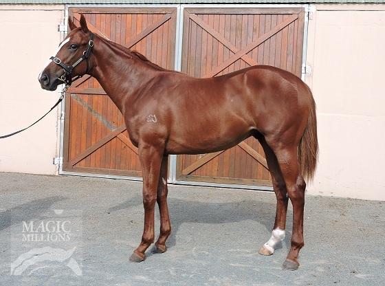 Willie Safe (AUS) - photo 1