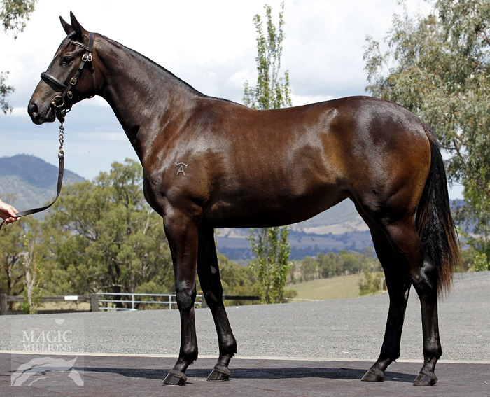 Metazoa (AUS) - photo 1