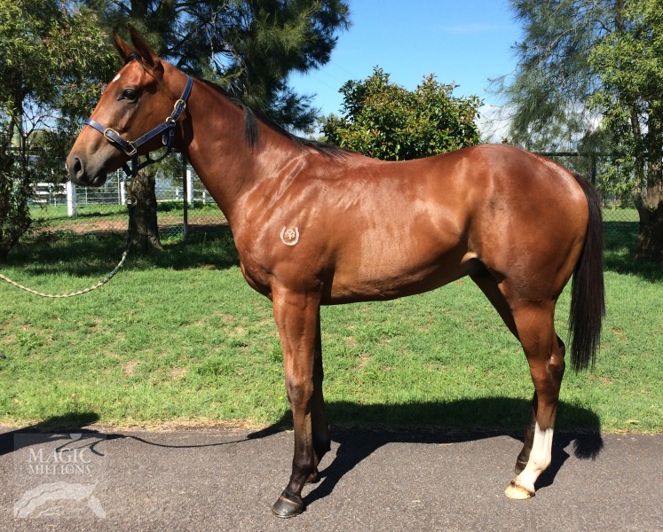 Crafty Cop (AUS) - photo 1